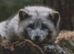 (image for) Grey Arctic Fox
